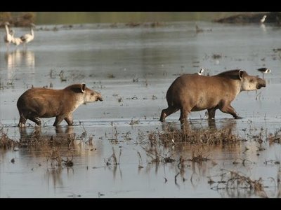 3 DE MARZO, DÍA MUNDIAL DE LA NATURALEZA Y DE LA VIDA SILVESTRE