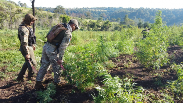 Operativo «Nueva Alianza XXIV» destruyó 1.373 toneladas de marihuana | OnLivePy