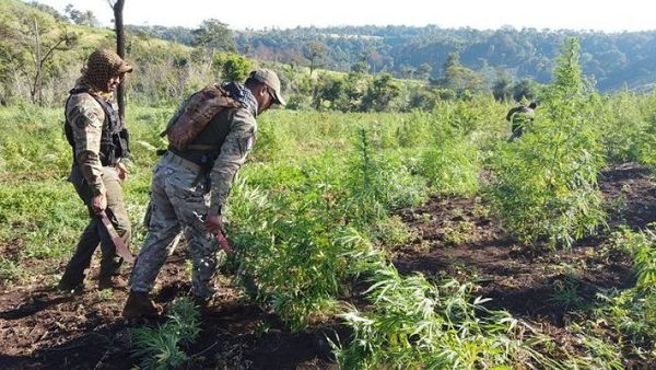 «Nueva Alianza XXIV» destruyó 1.373 toneladas de marihuana en noveno día de operativo