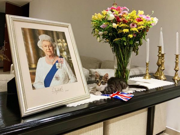 Embajador de Gran Bretaña adoptó una gatita que fue tirada desde un auto