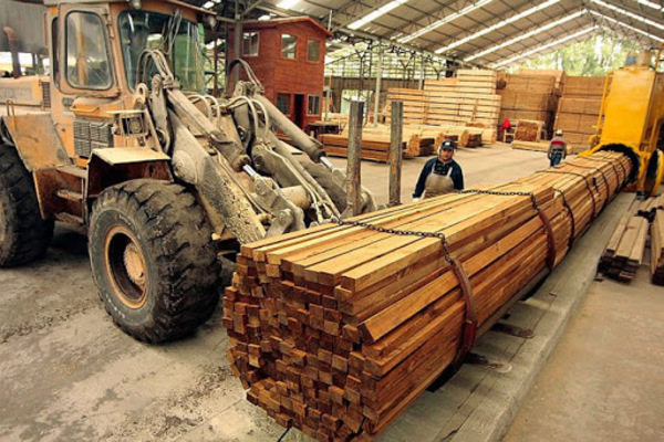 Buscan potenciar exportaciones forestales a Taiwán