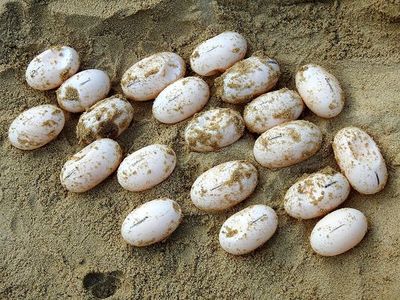 Aparece una nueva esperanza para las Tortugas Reales casi extintas