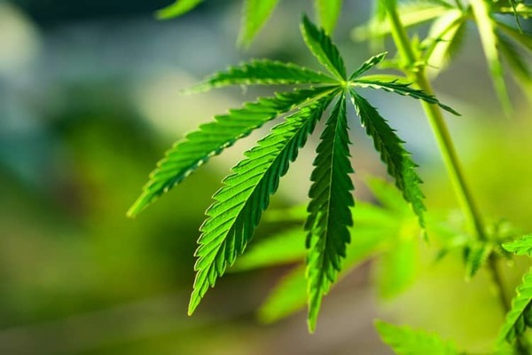 Familias tailandesas podrán cultivar seis macetas de cannabis | El Independiente