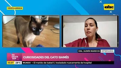 Curiosidades del gato siamés - Ensiestados - ABC Color