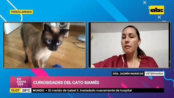 Curiosidades del gato siamés - Ensiestados - ABC Color