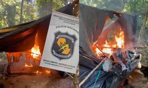 Destruyen supuesta marihuana en etapa de cosecha – Prensa 5