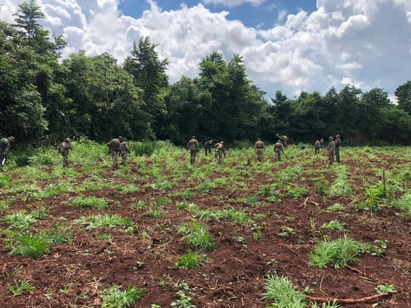 Suman las toneladas de marihuana destruidas mediante operativo «Nueva Alianza XXIV» | .::Agencia IP::.