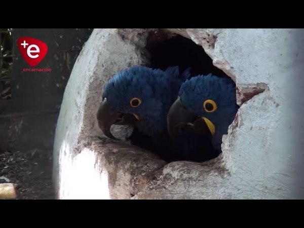 GUACAMAYO AZUL, AVE EN PELIGRO DE EXTINCIÓN NACE EN ZOO DE ENCARNACIÓN