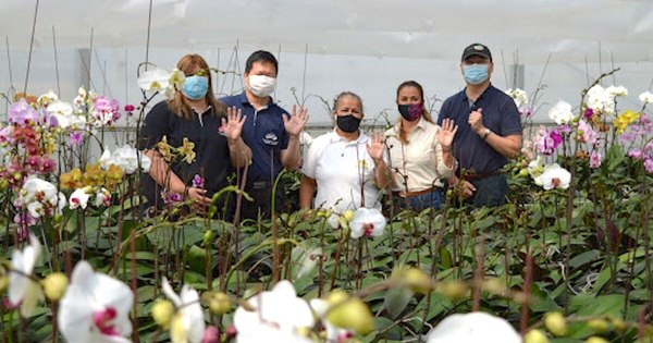 La Nación / Cultivo de orquídeas generó US$ 3,5 millones en medio de pandemia