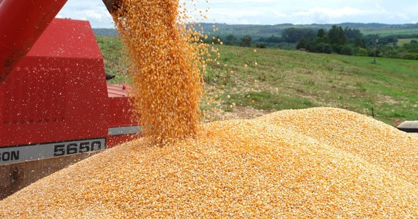 La Nación / Sector avícola podría disminuir su producción ante la falta de maíz