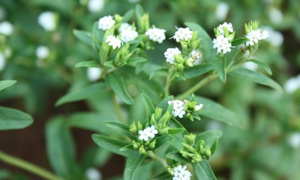 Ka’a he’ẽ (stevia) debería ser patrimonio natural del Paraguay