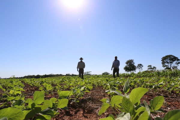 Ineficiencia productiva y mayor impacto ambiental en producción no transgénica europea