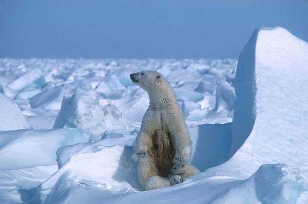 ¡Que tierno! Capturan una tierna escena en la que una cachorra de oso polar juega en la nieve por primera vez
