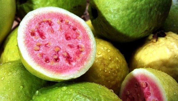 Proyectan baja producción de guayaba, la reina de las mermeladas y los dulces, a raíz de la intensa sequía del 2020