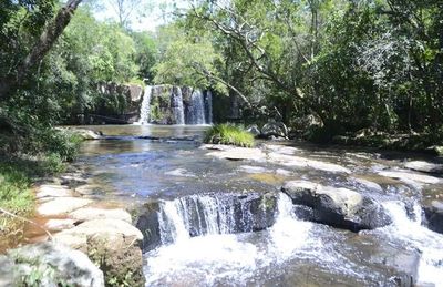 Protección de los bosques no brinda beneficio para el propietario, afirman - Nacionales - ABC Color