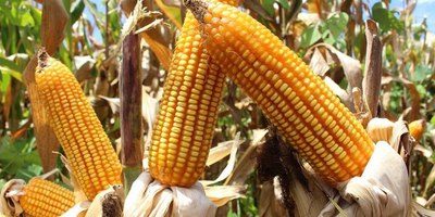 Sector avícola podría disminuir su producción ante la falta de maíz