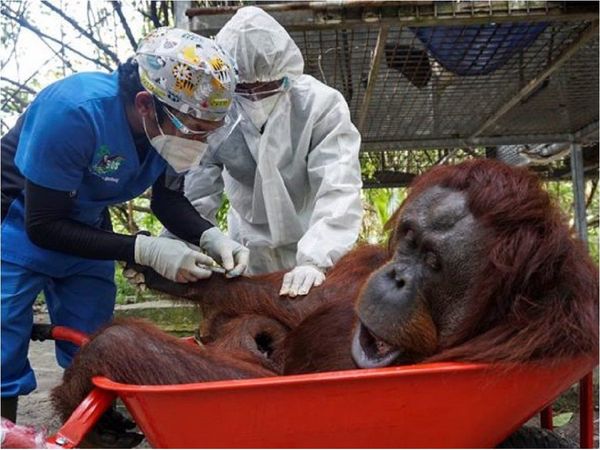 Simios de un zoo de EEUU, primeros animales en recibir vacuna anticovid