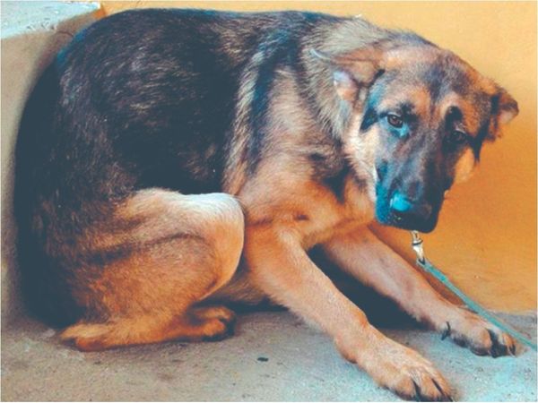 ¿Dónde puedo denunciar maltratos a firuláis y michi?