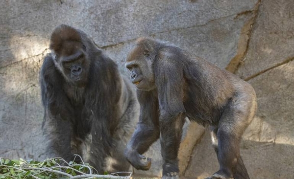 Diario HOY | Primates de un zoo de EEUU fueron vacunados contra el covid-19