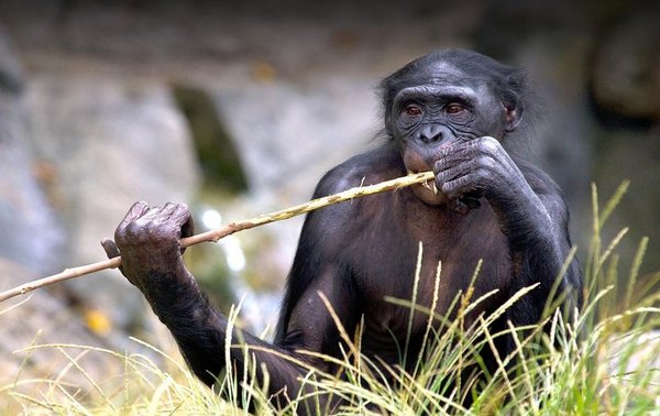 Crónica / Primates fueron vacunados contra el virus vai