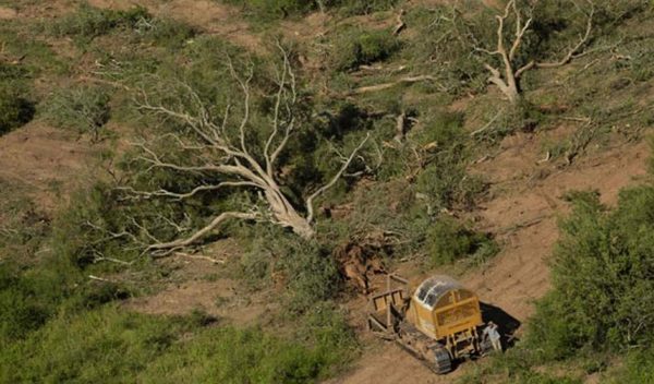 Invaden tierras en Chaco, amenazan a guardias y ponen en riesgo reservas boscosas, denuncian