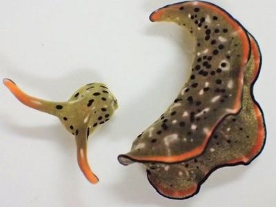 Descubren unas babosas marinas capaces de regenerar su cuerpo