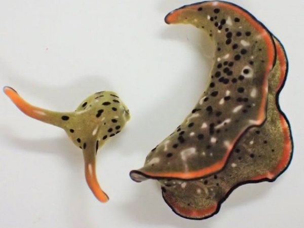 Descubren unas babosas marinas capaces de regenerar su cuerpo