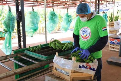 Bananeros destacan buenas perspectivas para el 2021 - Nacionales - ABC Color
