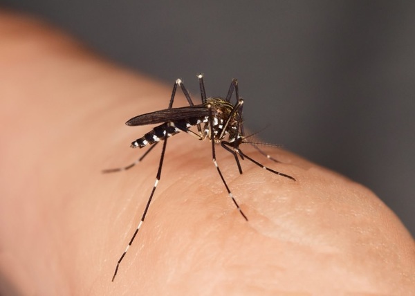 Dengue: Salud confirma más de 350 casos y 700 sospechosos