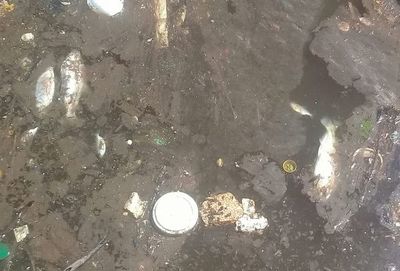 Técnicos del Mades no encontraron un solo pez muerto en zona minada de especies sin vida - Nacionales - ABC Color