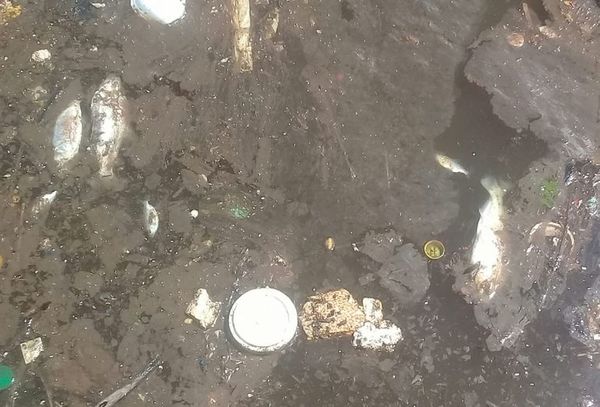 Técnicos del Mades no encontraron un solo pez muerto en zona minada de especies sin vida - Nacionales - ABC Color