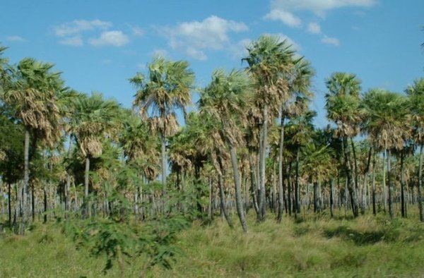 Invasores amenazan a guardias y ponen en riesgo 30.000 hectáreas de reserva boscosa en el Chaco | Lambaré Informativo