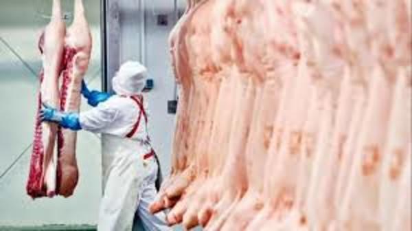 Sector porcino ingresó 11,7% más de divisas