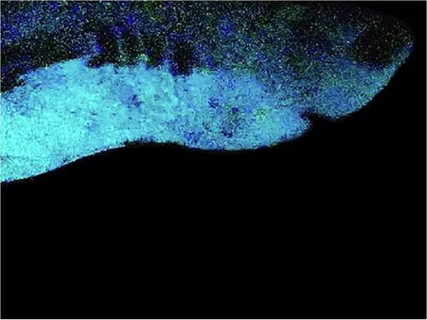 Científicos hallan al tiburón más grande que brilla en la oscuridad