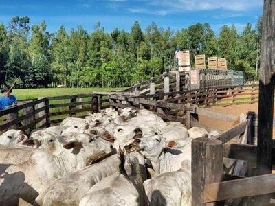 Ganado gordo a frigorífico alcanzó los US$ 3,40 por kilo carcasa