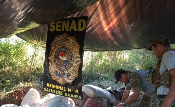 Diario HOY | Senad confisca más de una tonelada de marihuana en Canindeyú