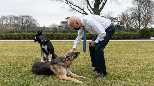 Sacan de la Casa Blanca a los dos perros de Joe Biden por comportamiento agresivo | Ñanduti