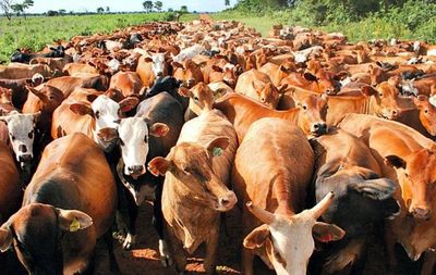 Paraguay pasa examen de OIE sobre enfermedad bovina PCB - Nacionales - ABC Color