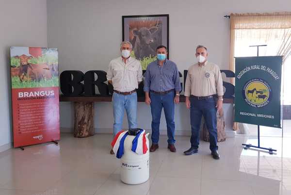Brangus donó a Misiones 1.000 pajuelas para proyecto de mejoramiento genético