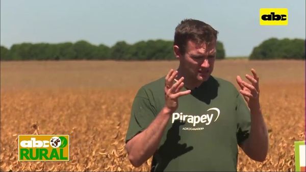 ABC Rural: Cobertura de brachiaria ruziziensis con maíz, y su resultado en la soja - ABC Rural - ABC Color