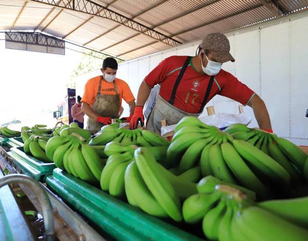 Inician exportación de banana producida en Cordillera