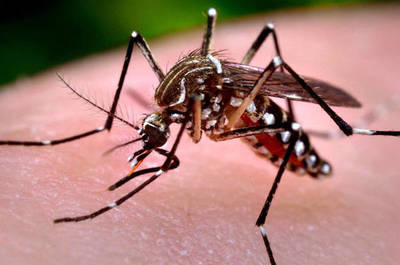 Dengue también AVANZA y MATA en la frontera