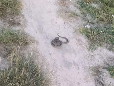 Doña fue atacada por una feroz serpiente