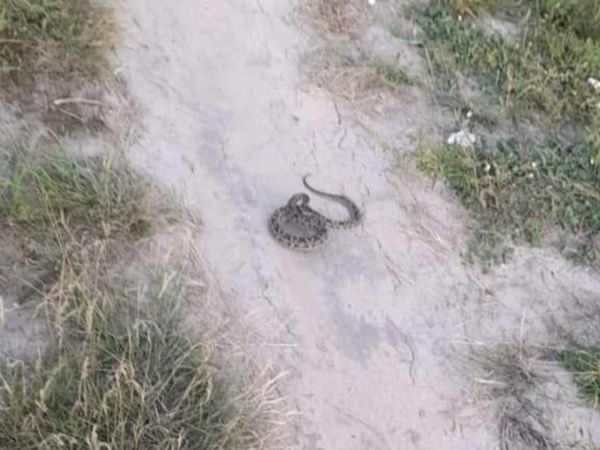 Doña fue atacada por una feroz serpiente