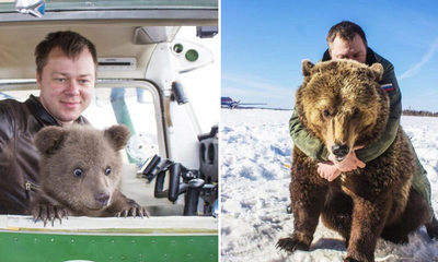 Mansur, el oso adoptado por aviadores rusos se convierte en la estrella de las redes sociales