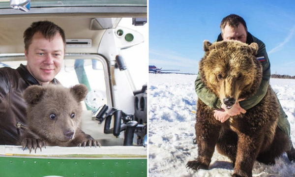 Mansur, el oso adoptado por aviadores rusos se convierte en la estrella de las redes sociales