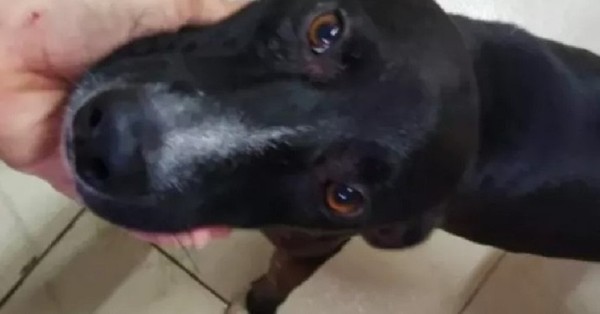 Perro entró solo a una clínica veterinaria y pidió ayuda mostrando su pata - SNT