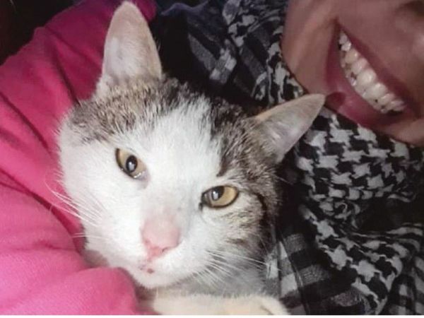 Murió Kiko, el gatito que salvó a su dueña de una yarará