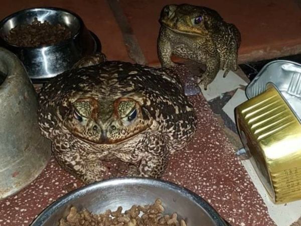 Tiene tres sapos como mascotas desde hace 5 años