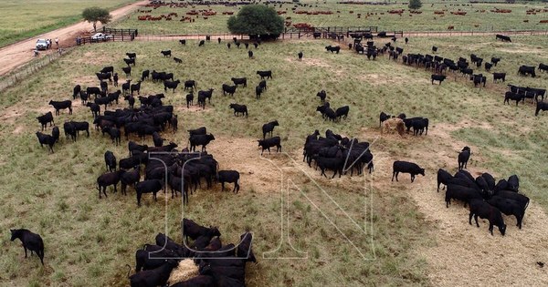 La Nación / Buscan impulsar la producción de la raza Brangus como herramienta de trabajo